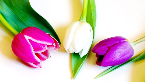 三个郁金香图片下载