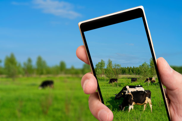 智能手机屏幕上的奶牛。图片下载