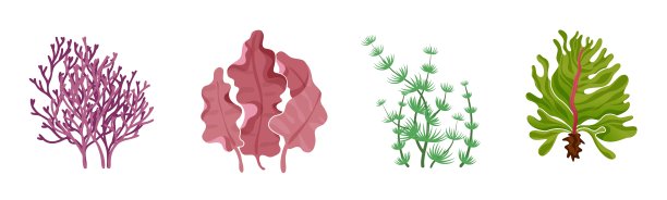海藻。水下植物收集。天然绿色和红色海藻、水族藻类、海洋和河流奇异的树叶，创意装饰。矢量卡通手绘孤立集图片下载