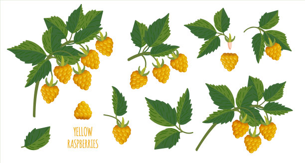 黄树莓植物小枝小枝树莓图片下载