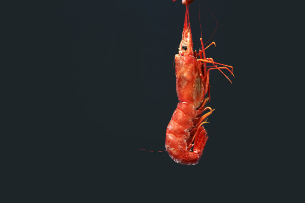 女性的手拿着新鲜的生红海螯虾，龙虾，对虾或虾在黑色的背景。海鲜是健康的饮食。本空间图片下载