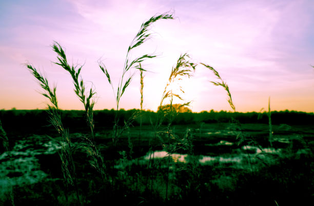 模糊的令人窒息的日落，在紫色的天空背景草叶片的黑色剪影图片下载