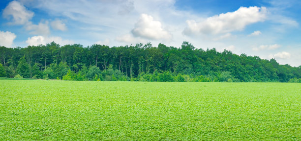空旷的大豆田和多云的天空。农业景观。宽的照片。图片下载