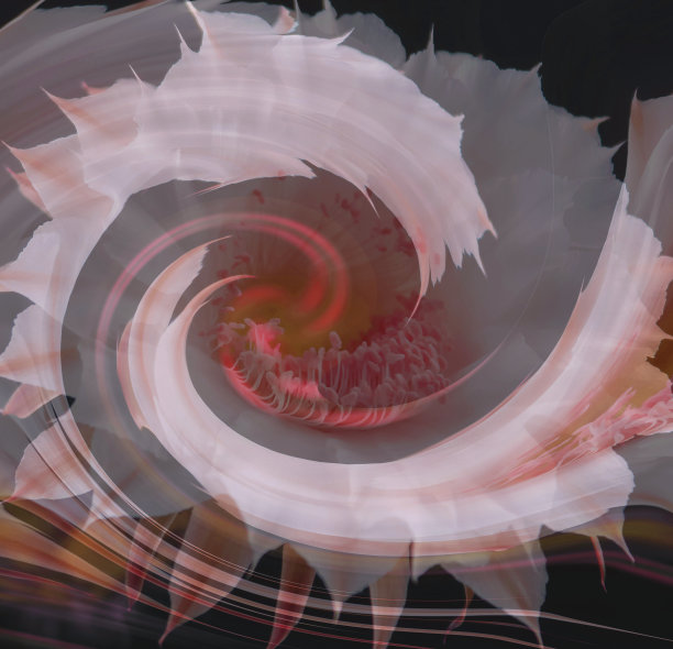 花的抽象。背景由红白两色肌理组成，适用于想象力、创造力和设计项目图片下载