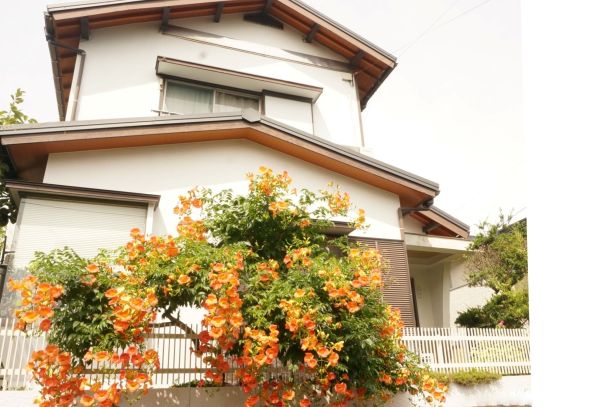 中国的喇叭藤，在日本的房子上看起来很棒图片下载