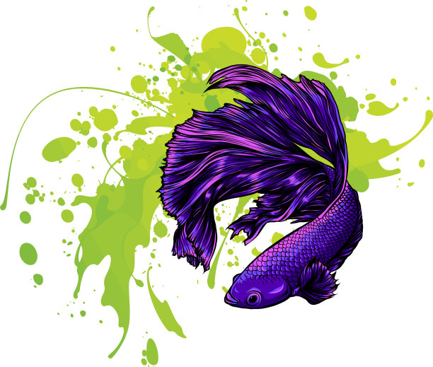 五颜六色的斗鱼与水飞溅图片下载