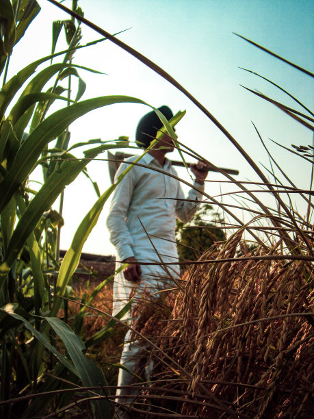 农民在田地图片下载