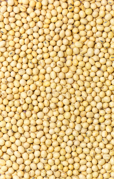 宏观大豆，大豆从上方拍摄。优质大豆图片下载