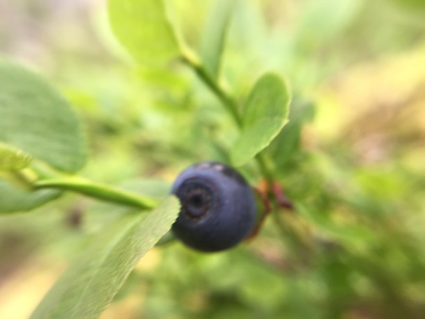 植物的花朵是宏观的图片下载