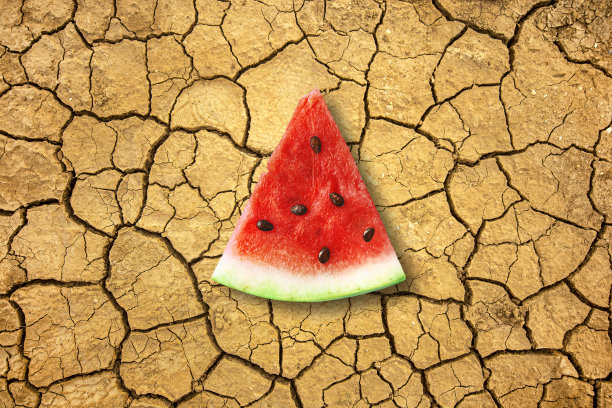 一片多汁的西瓜躺在干燥的地上。干旱与土壤脱水概念。图片下载