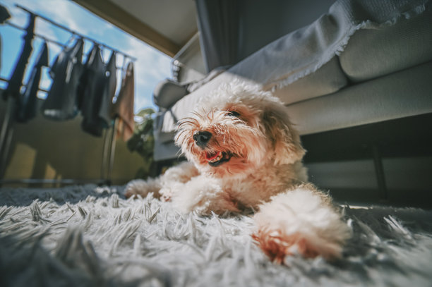 玩具狮子狗的宠物躺在客厅晒太阳，在日落的时候，舌头伸出图片下载