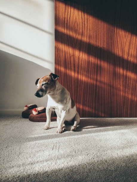 老狗在室内晒日光浴时睡着了图片下载