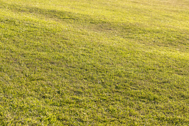 草地图片下载