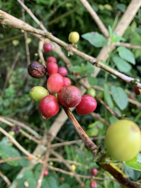 咖啡豆图片下载