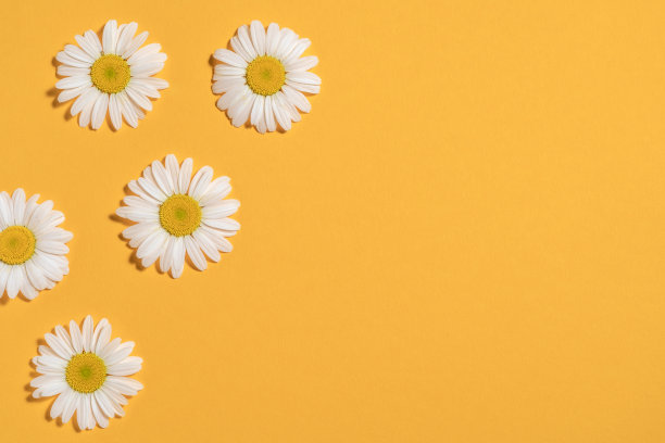 明亮的背景与甘菊。黄色背景上的黛西。平躺图片下载