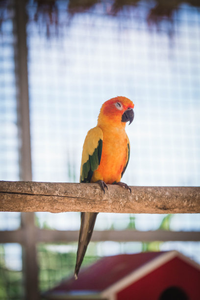 笼子里的一群鹦鹉图片下载