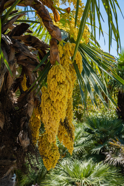 在阿德勒植物园“南方文化”中开花的中国风车棕榈或楚山棕榈。黄色花朵的特写。春天。小天狼星索契(阿德勒)。设计的自然概念。图片下载