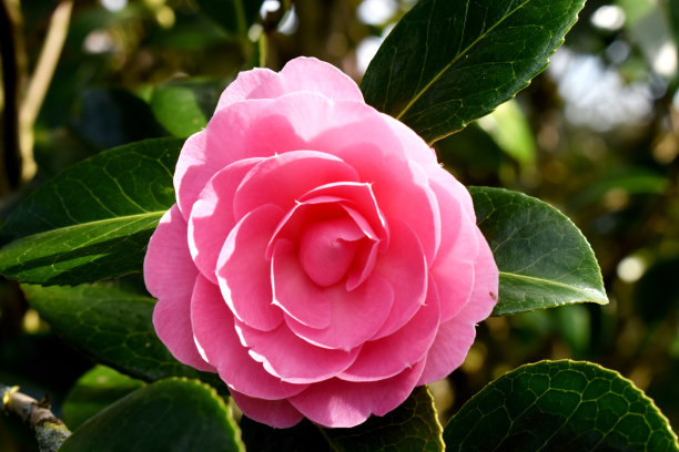 美丽的粉红色山茶花在阳光下盛开在散景和深绿色模糊的背景。自然春天的花朵背景。图片下载