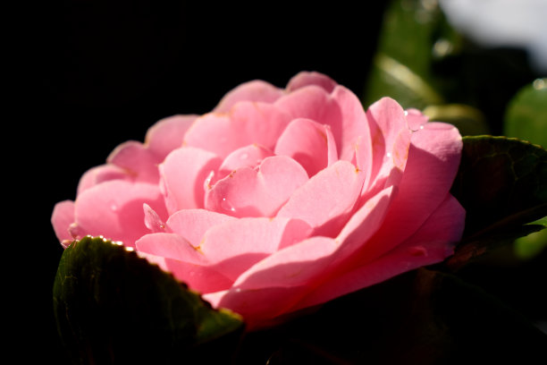 粉红色的山茶花盛开的水滴，在阳光下，在散景和黑暗的背景。自然春天的花朵背景。图片下载