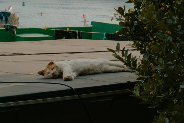 沉睡的猫图片下载