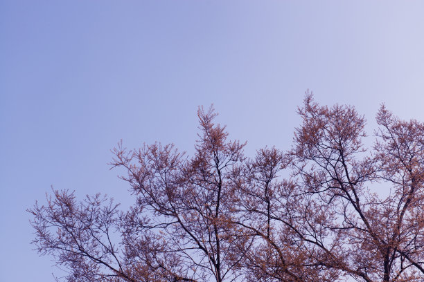 无叶枝上紫色图片下载