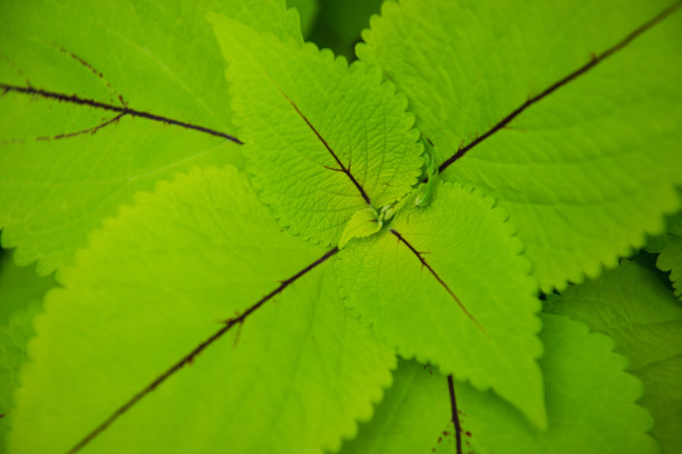 绿叶背景图片下载