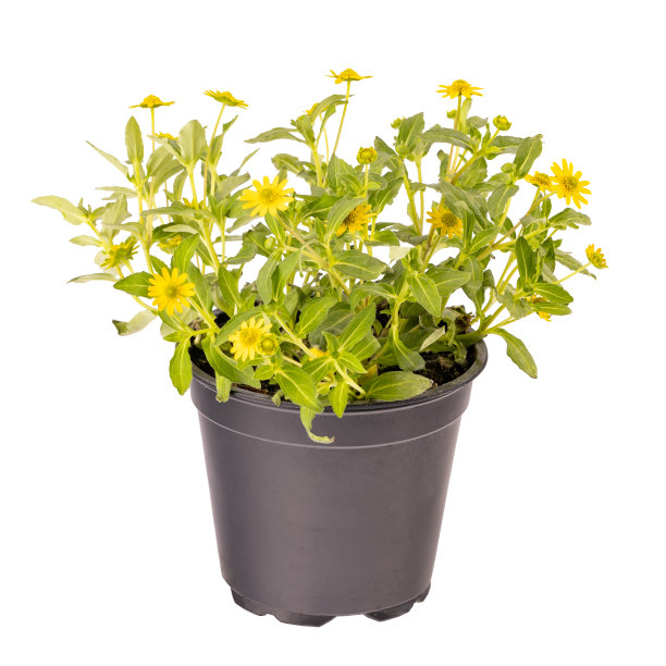 墨西哥匍匐百日草黄色的花图片下载