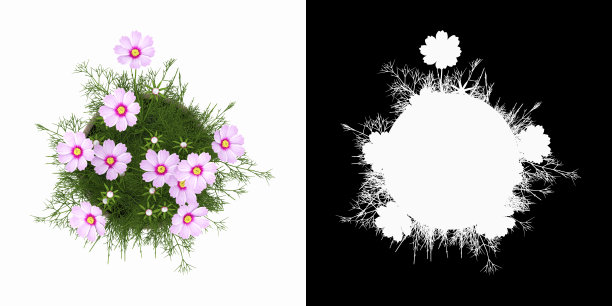 三维渲染宇宙bipinnata Cav。或花园宇宙盆景孤立在白色背景阿尔法通道顶部视图图片下载