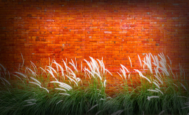 红砖墙的背景是小草花图片下载