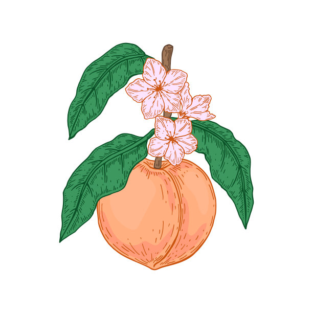 彩色手绘桃花枝与花孤立在白色的背景。矢量插图在素描风格图片下载