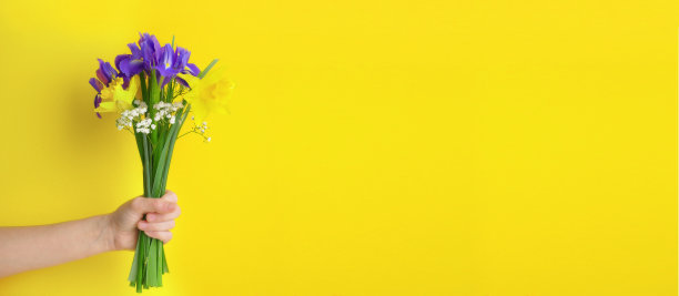 赠送一束黄色背景的水仙花和鸢尾花。生日、3月8日、妇女节、爱和母亲节的祝贺概念。复活节横幅wit复制空间的文本。图片下载
