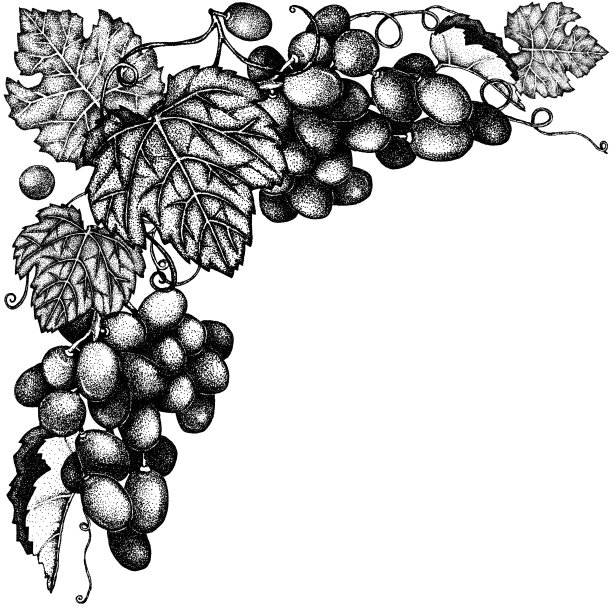 葡萄架，葡萄叶镶边。手绘黑白插图，图形绘制。酿酒印刷产品设计、背景、模板图片下载