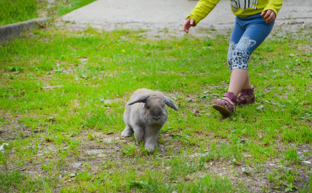 孩子玩兔子图片下载