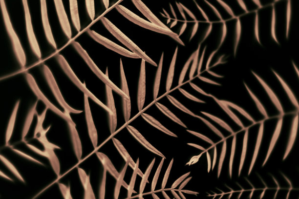 带有黑色背景的抽象分支图片下载