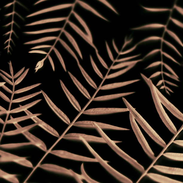 带有黑色背景的抽象分支图片下载