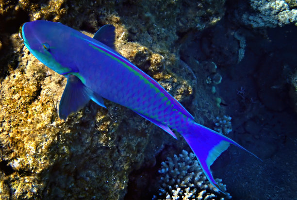 陡头鹦嘴鱼图片下载