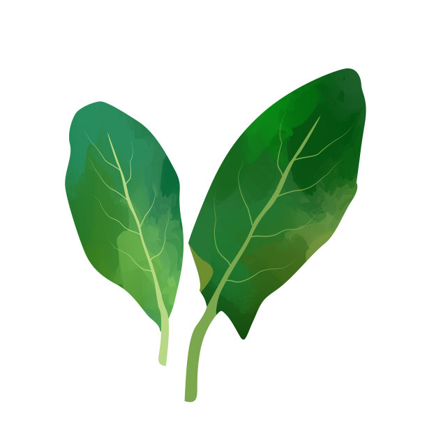 水彩Sorrel孤立在白色背景。数字艺术绘画。图片下载