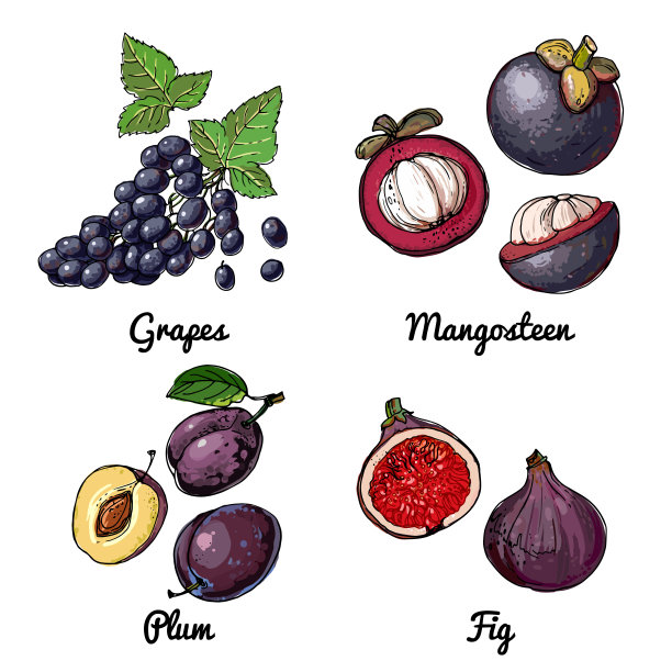 矢量食物图标的水果。食品的彩色素描。葡萄，山竹，李子，无花果。紫色的图片下载