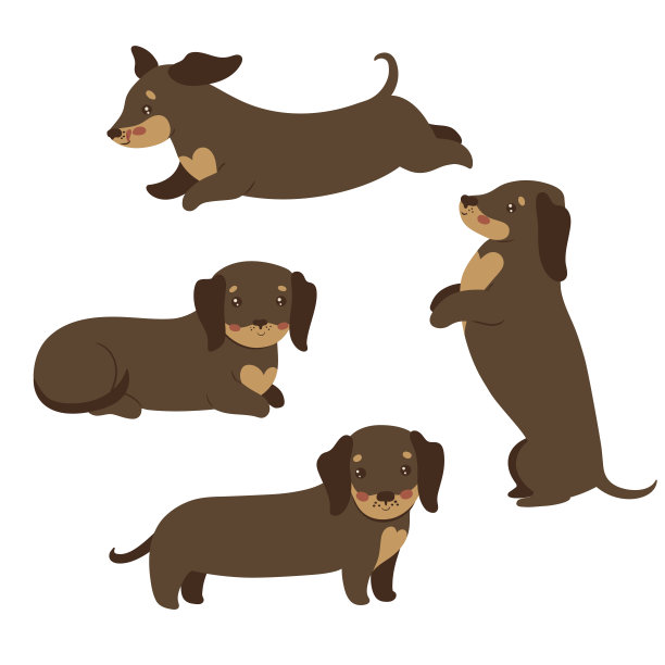 一组孤立的腊肠犬在白色背景上。矢量图形。图片下载