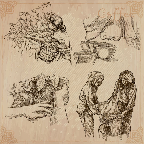 咖啡的收获和加工农业图片下载