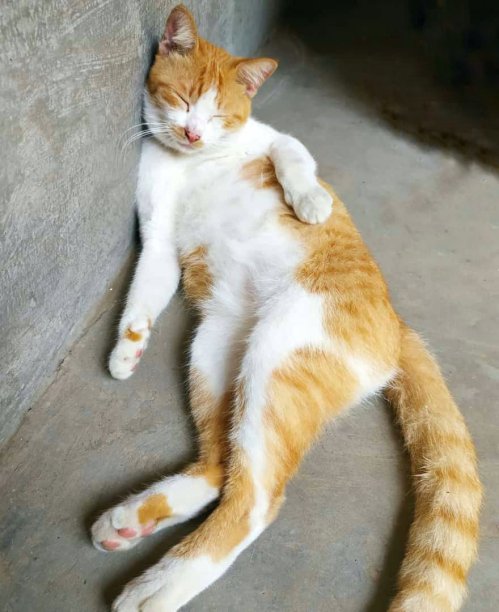 猫在墙上睡觉图片下载