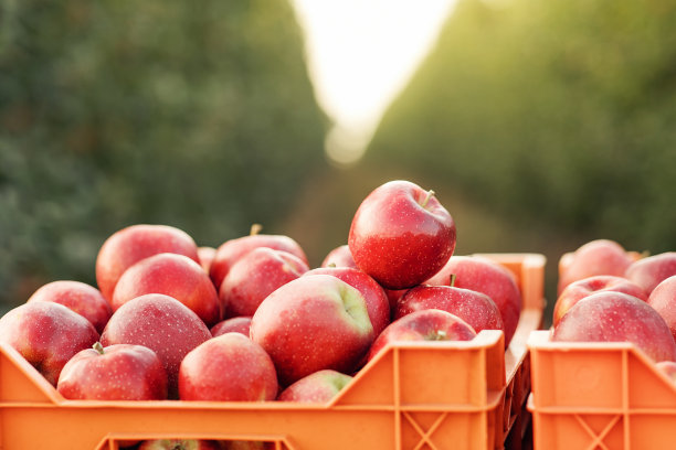 农场，花园和有机农产品，收获在秋天和夏天图片下载