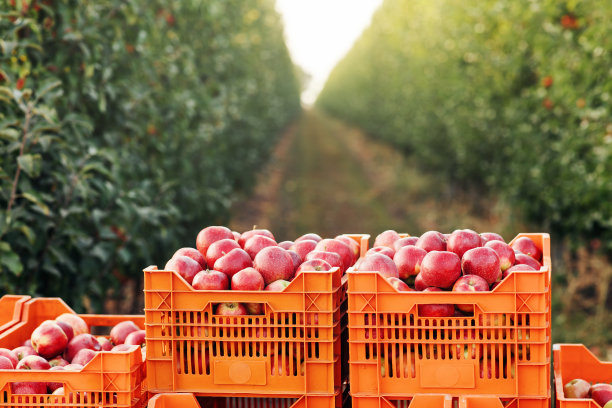 在夏季或秋季从事果农、生态收获、贸易、商业和销售等季节性工作图片下载