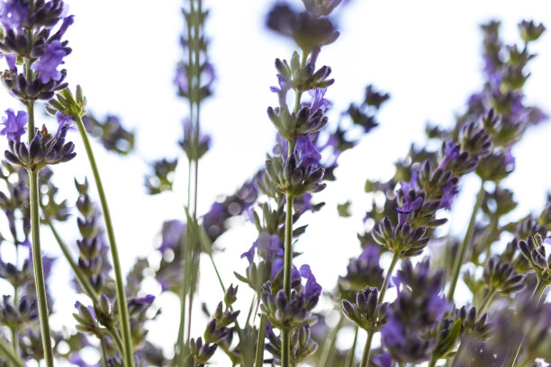 薰衣草花孤立在白色背景，特写图片下载