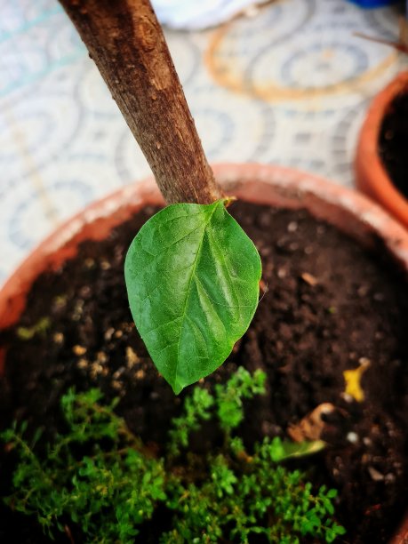 九重葛的叶子以独特的方式生长图片下载