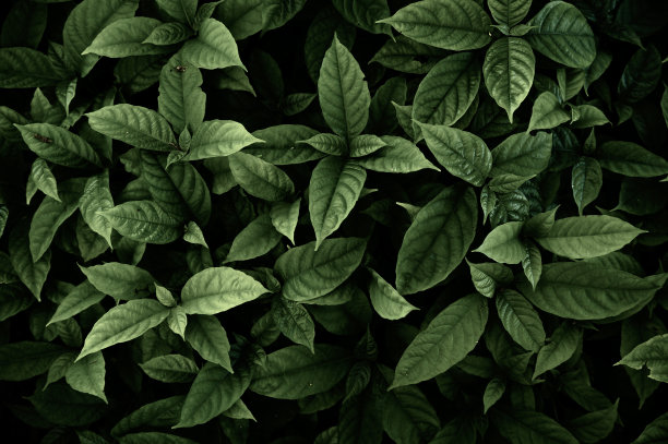 特写热带森林地区的自然背景，不同颜色的叶子。图片下载