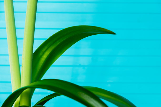 一根浓密的绿色花茎，在绿松石木制背景上的孤挺花，复制空间图片下载