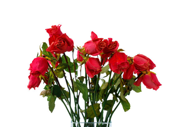 一束干的粉红色玫瑰，孤立在白色上图片下载