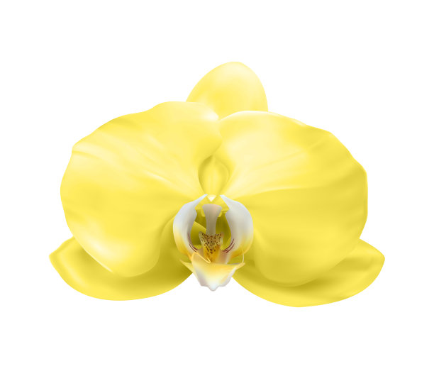 逼真的3d黄兰花花孤立上图片下载