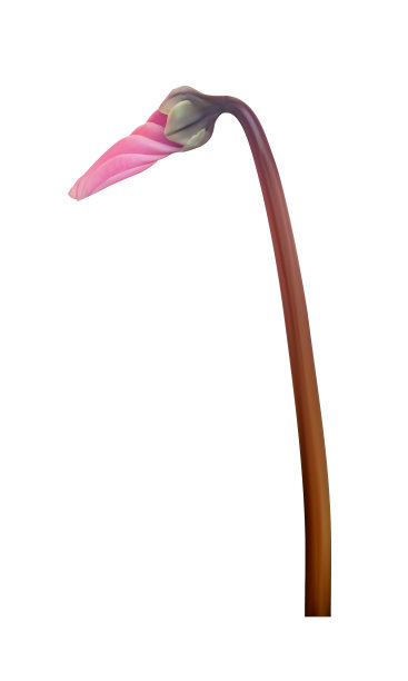 逼真的自然仙客来花孤立上图片下载